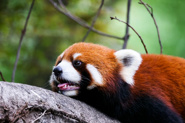 a red panda bear sitting on top of a tree nch