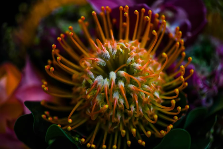 a yellow and green flower is surrounded by purple flowers