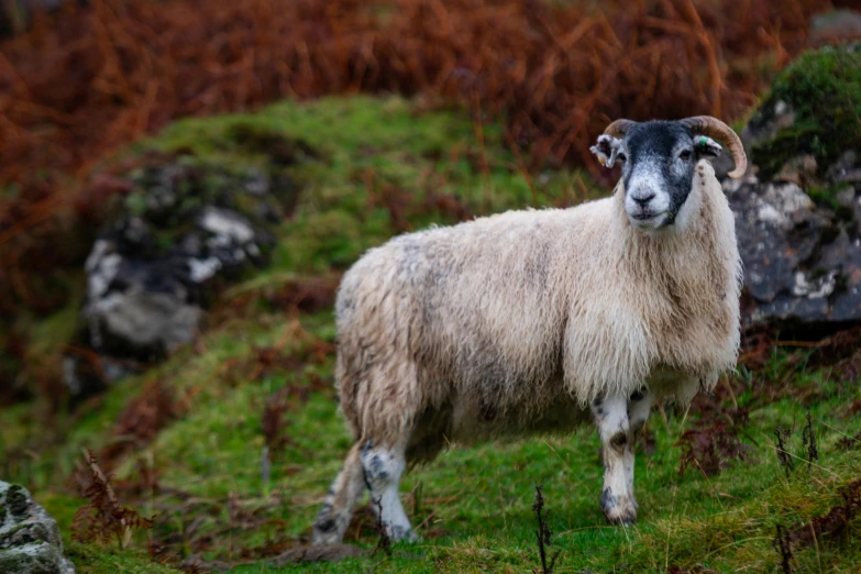 a goat with horns standing in the grass