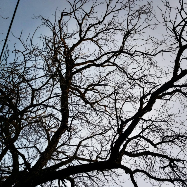 a tree that is standing next to a telephone pole