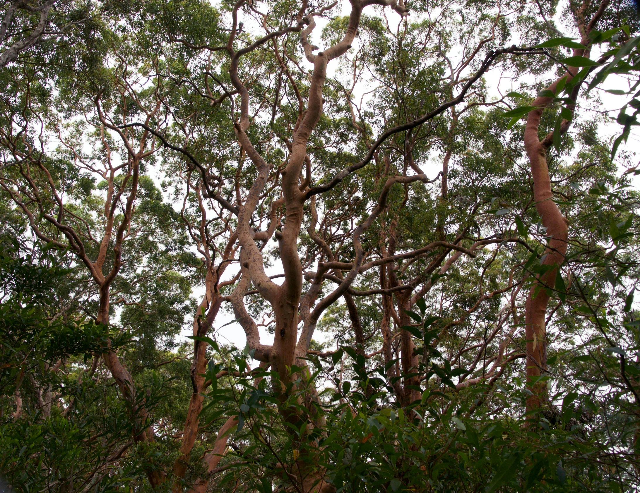 a view looking through nches of some trees