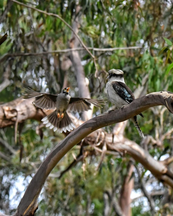 a couple of birds that are sitting on a tree