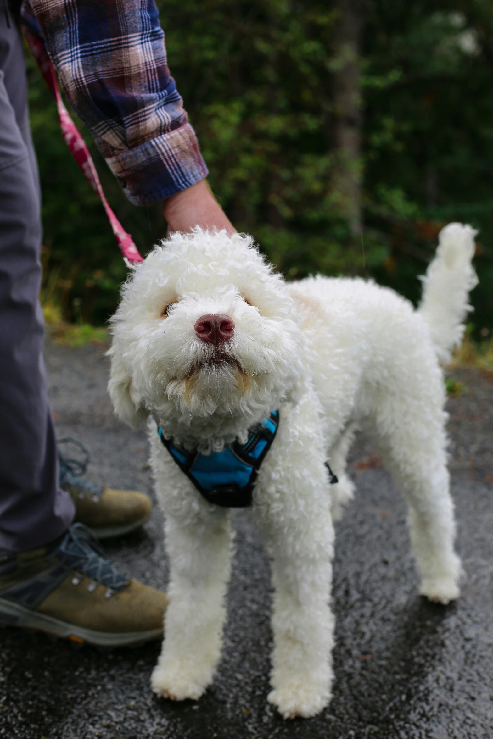 a white dog with a red nose being held up by a person