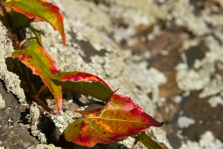 a couple of small leaves are growing from a tree