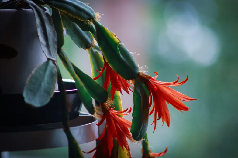 a green plant with red flowers next to a pot