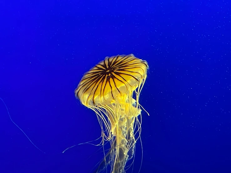 a large jellyfish floating in the water