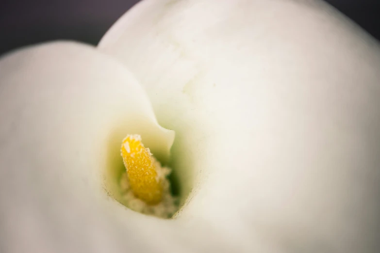 closeup of a white flower with a yellow stamen