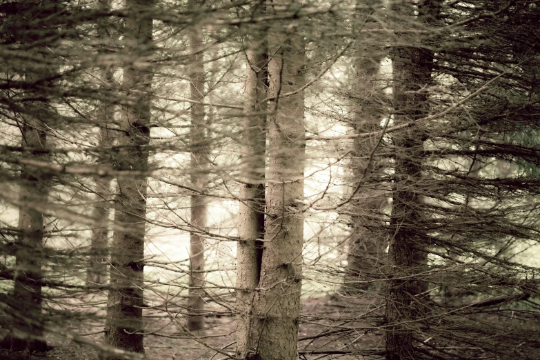 a group of trees standing in the middle of a forest