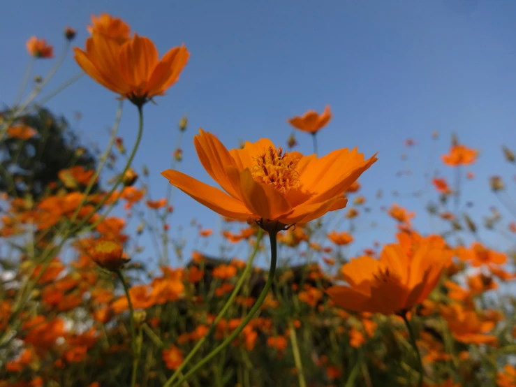 a field with orange flowers and leaves