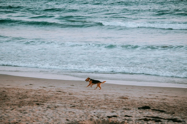 a dog running along the beach next to the ocean