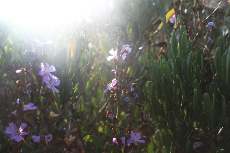 a flower plant with purple flowers that are standing next to other flowers