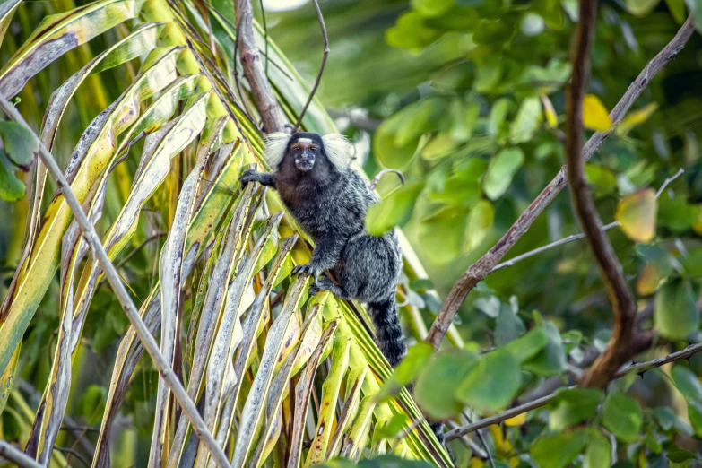 a grey and black bird on a tree nch