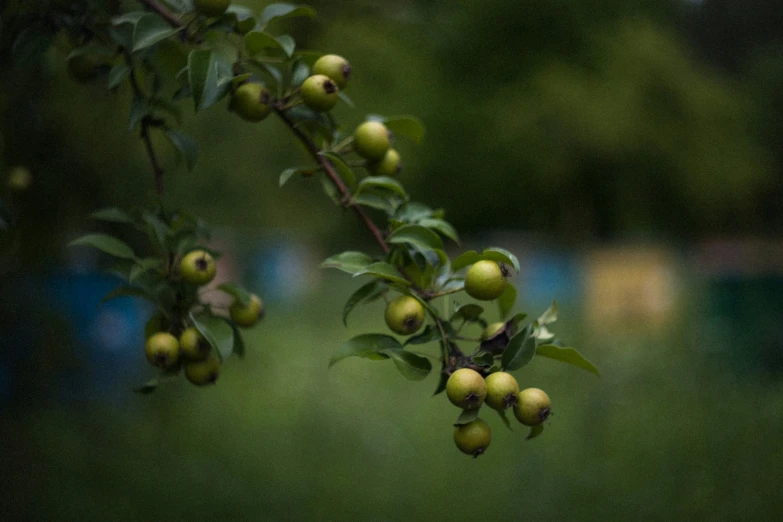 apples are growing on the tree in a grassy area