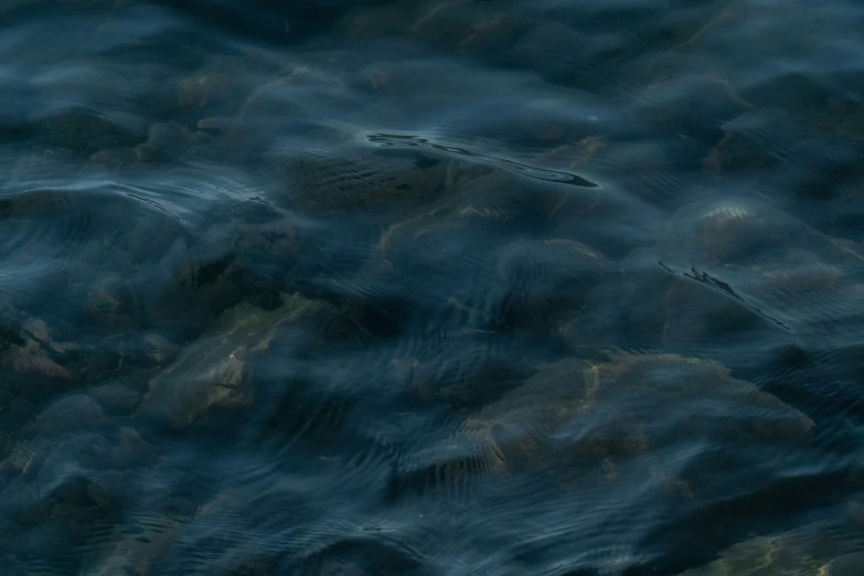 a group of fish swims across a lake