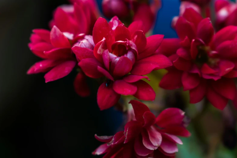 closeup of the pink flowers in the middle of a bloom