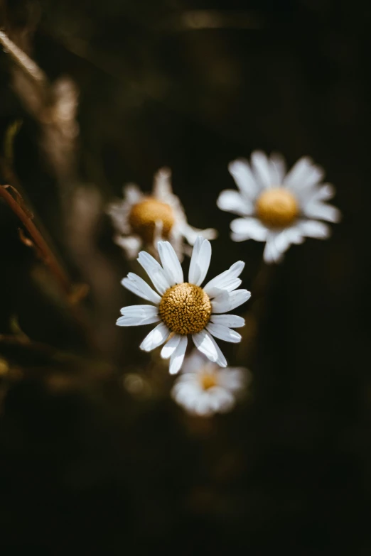 some daisies that are growing in the ground