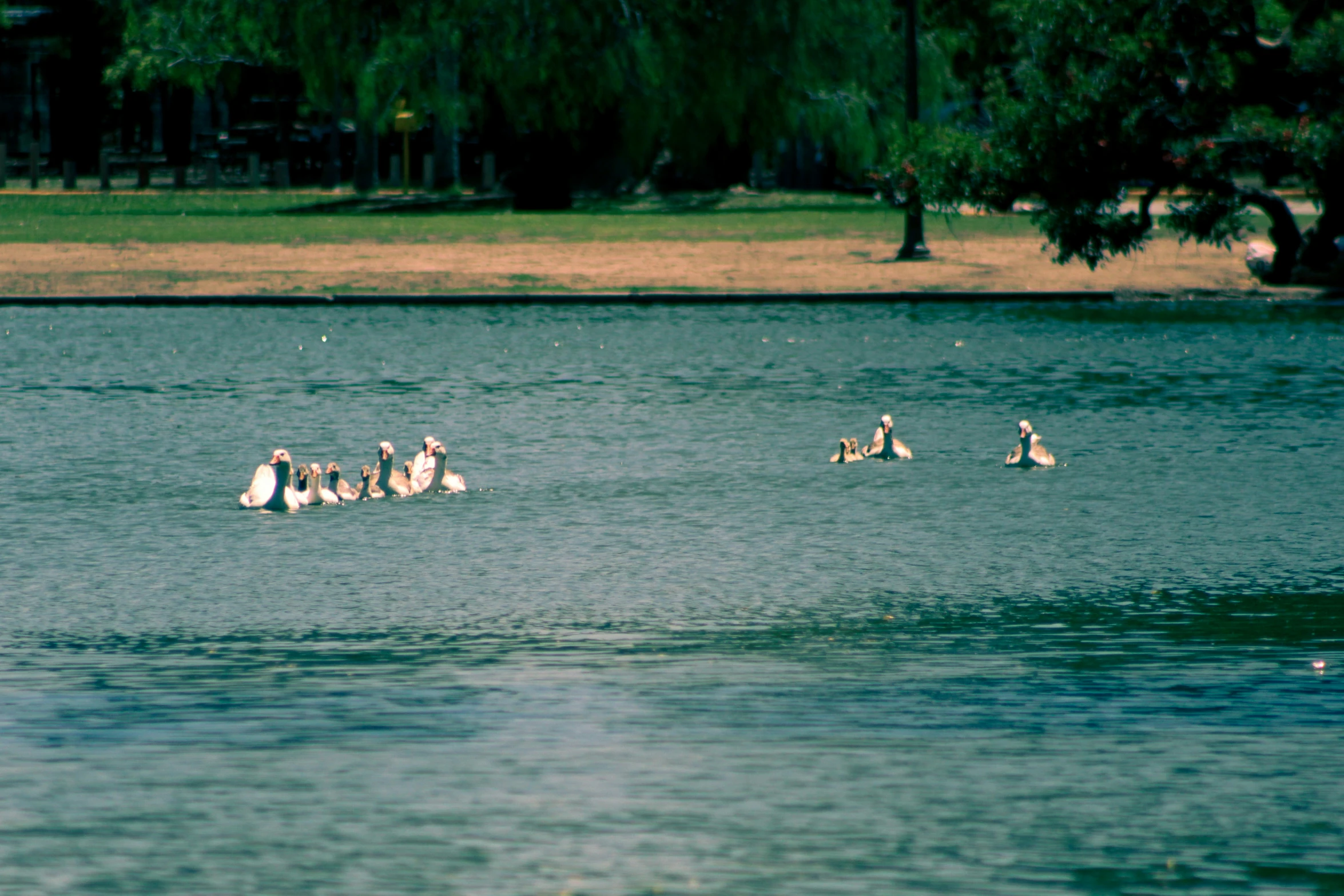 birds floating in the water near each other