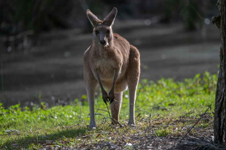 an orange kangaroo standing near a tree on the grass