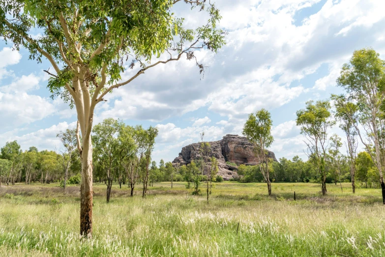 a large rock formation with trees and bushes in the foreground