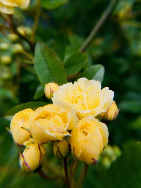 yellow roses with buds in the foreground