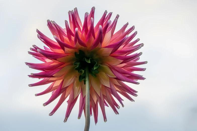 the large pink flower is blossoming out of the stem