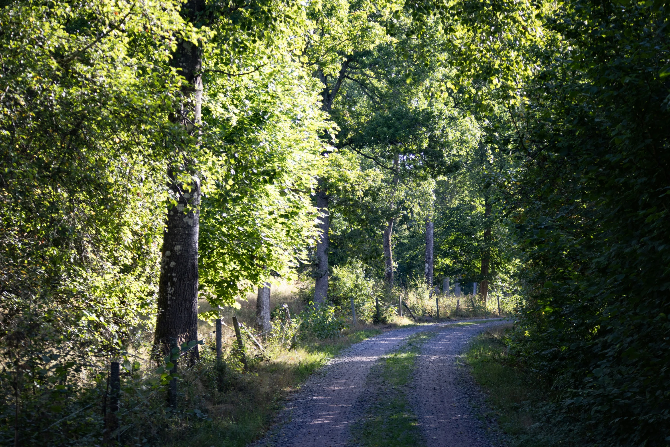 a dirt path in the woods leads to a forest with tall trees