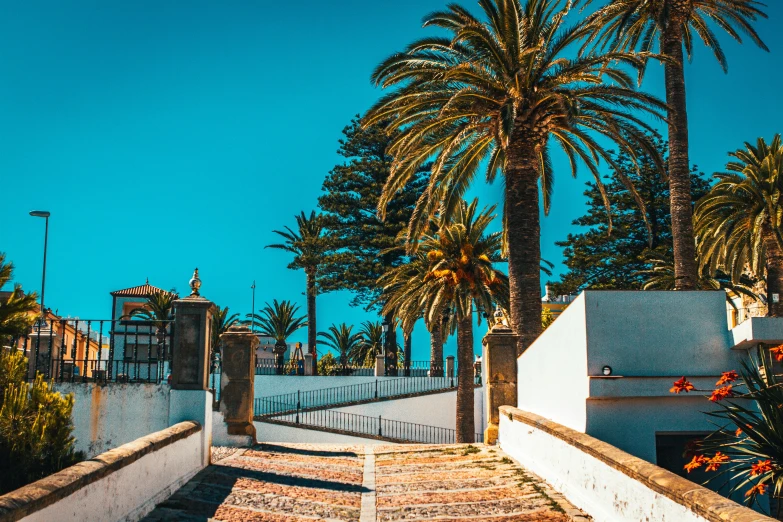 a beautiful palm tree line a cement walkway