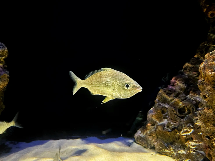 a fish that is swimming by itself in the dark