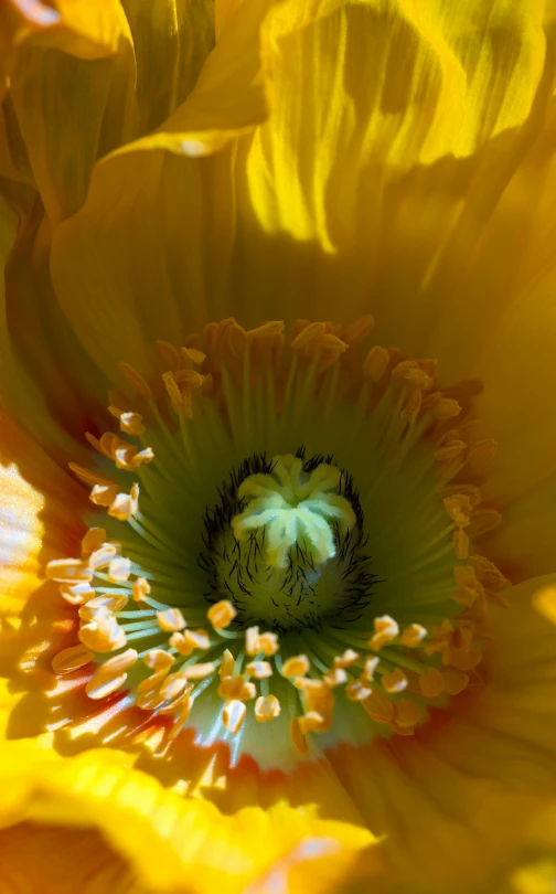 a close - up view of the center of a yellow flower