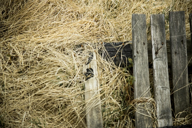 the cat is lying in the thick grass