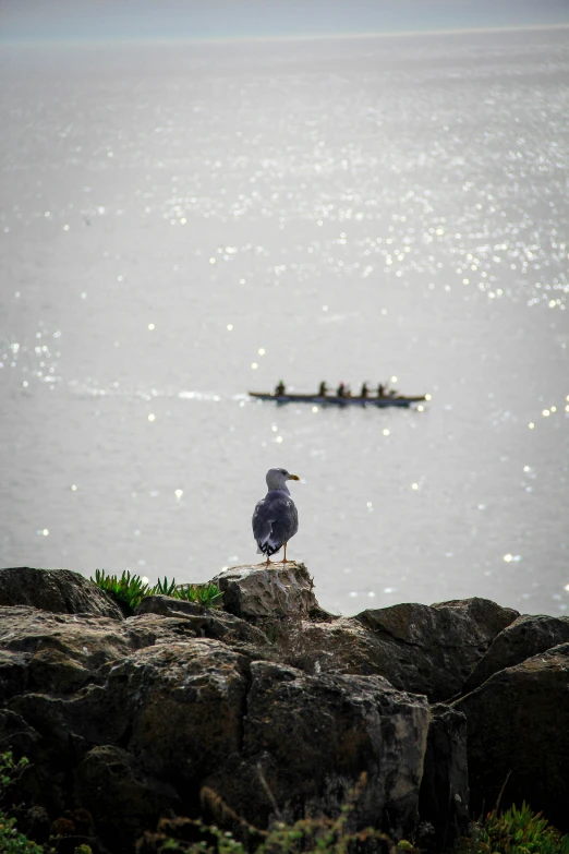 a bird sitting on top of a rock in the water