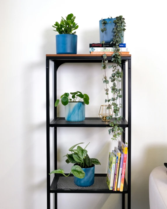 plants sitting on the shelves of an industrial style shelving unit