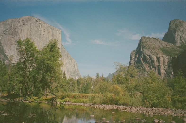 some very pretty trees in the middle of a river