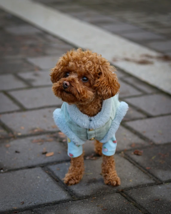 a brown poodle in blue and white outfit sitting on a sidewalk