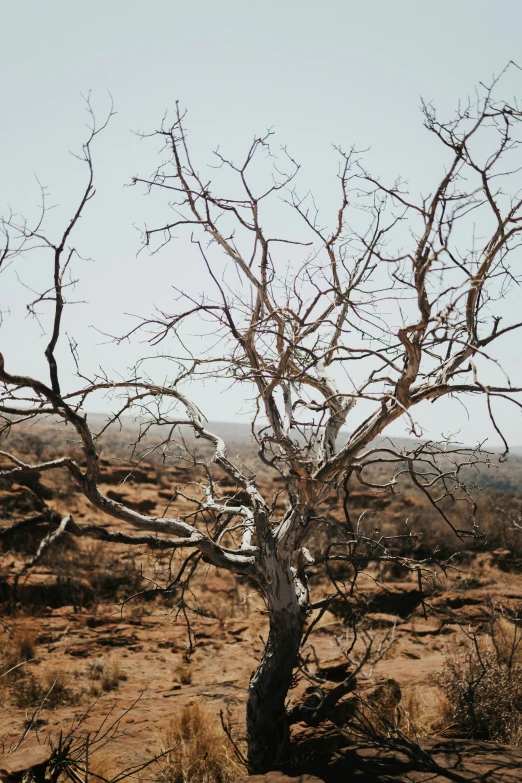 the desert is very dry and green but the tree does't have any leaves