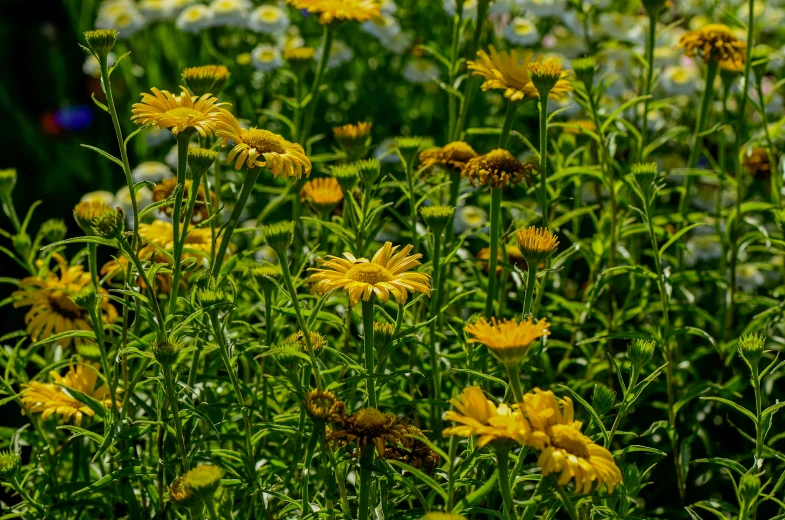 a bunch of wild flowers growing together in a garden