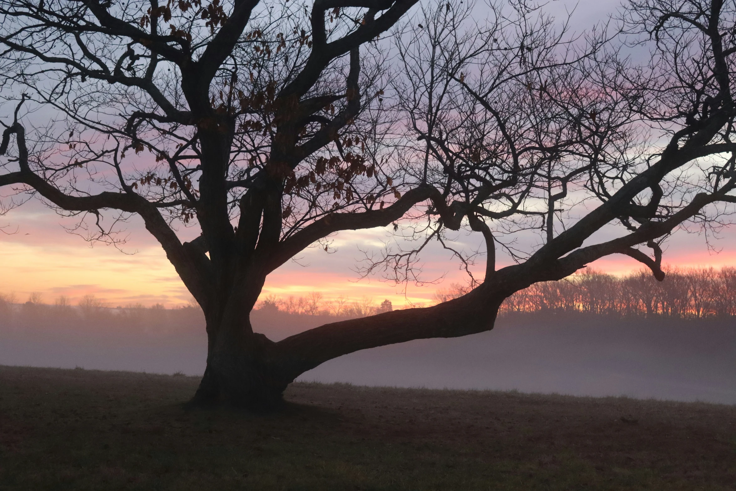 the tree stands on the ground and fog hangs in the background