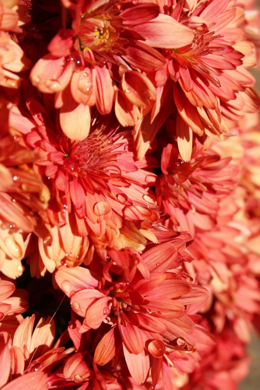 the red flower is next to the yellow flowers