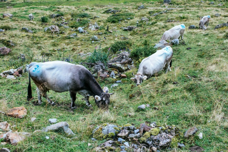 four cows with blue numbers grazing in the field