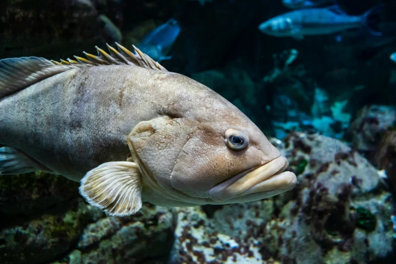 a fish swimming in a large aquarium filled with plants