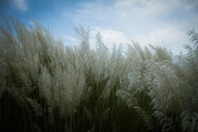 a group of white plants near the sky