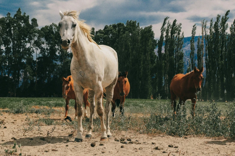 three horses in an open field, the horse is standing behind the other horses