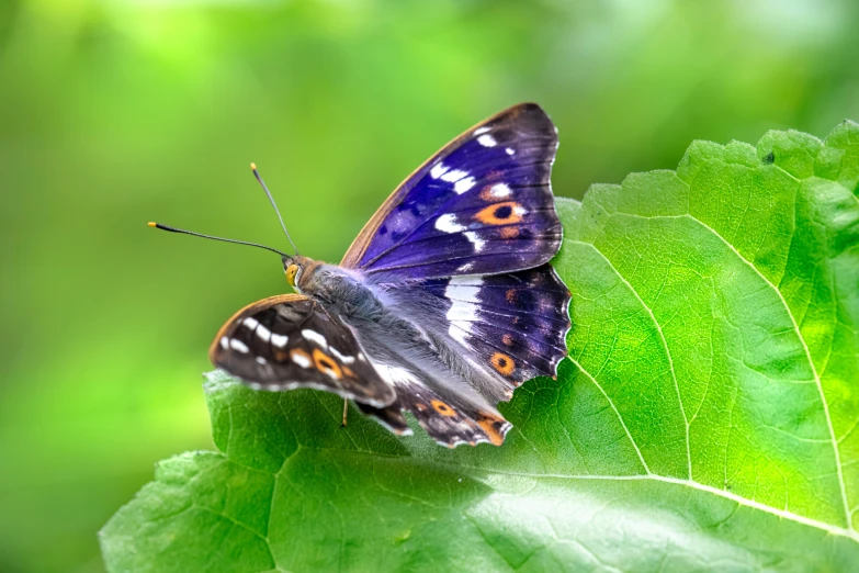 a purple and black erfly is perched on a leaf