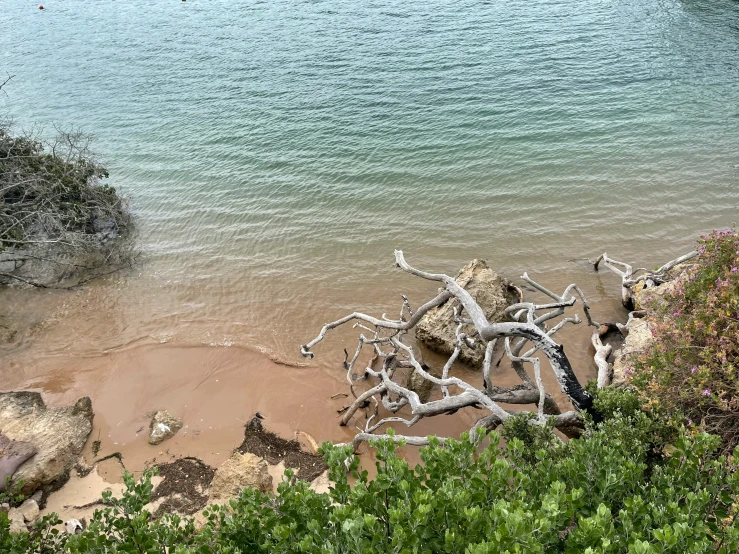 dead tree nches laying on top of the beach