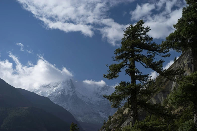 a mountain covered in clouds with pine trees