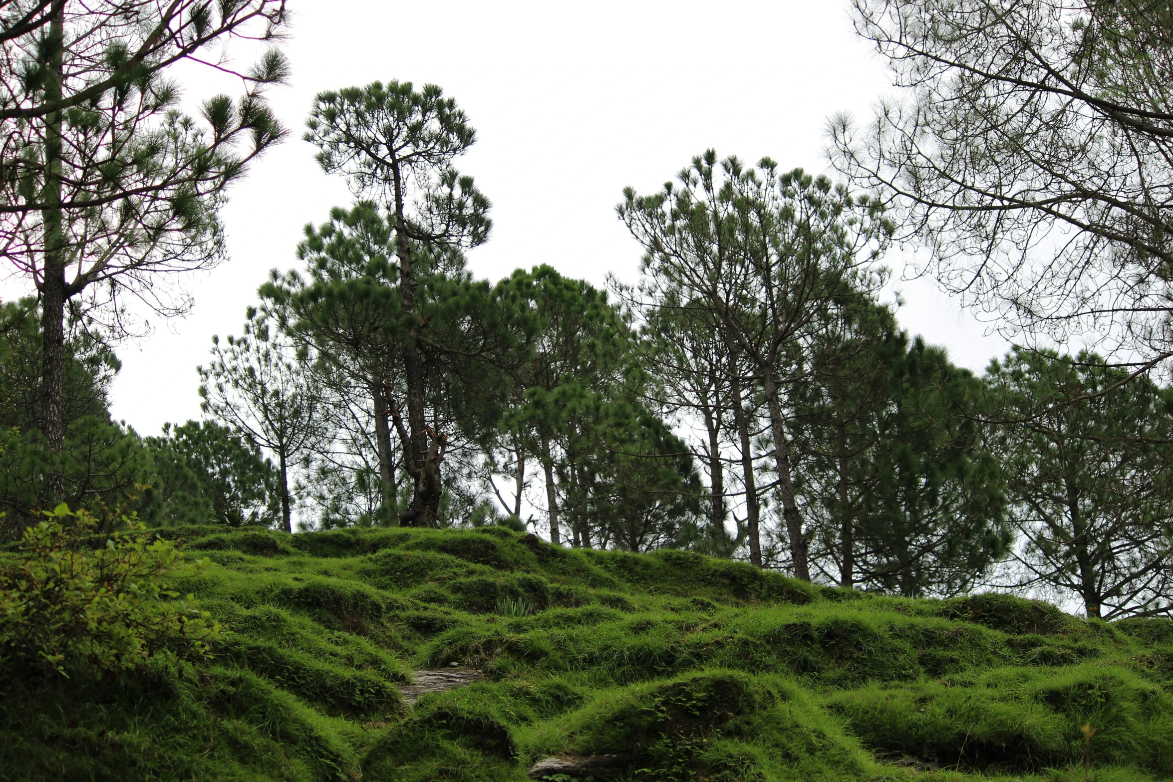 green plants and trees on a hill under a gray sky