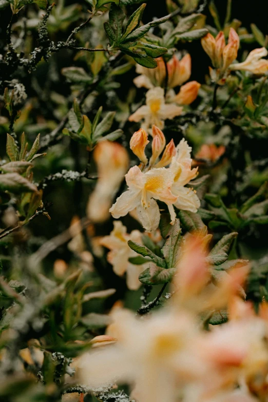 white and orange flowers in a tree with snow