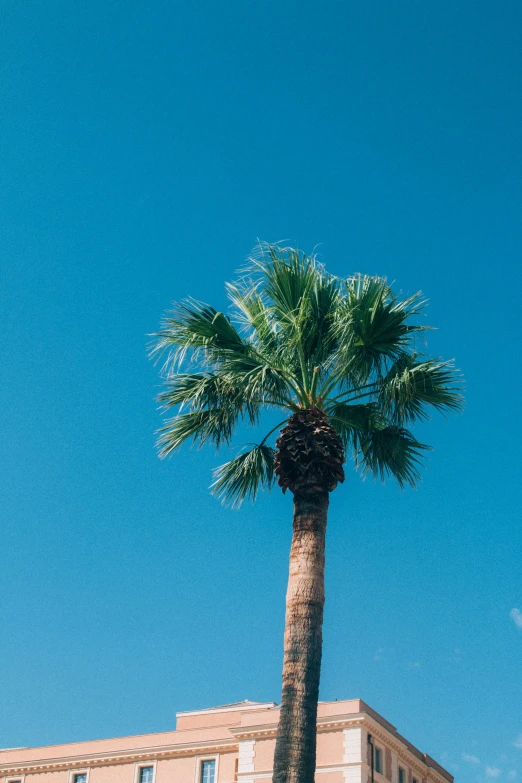 a tall palm tree sitting next to a building