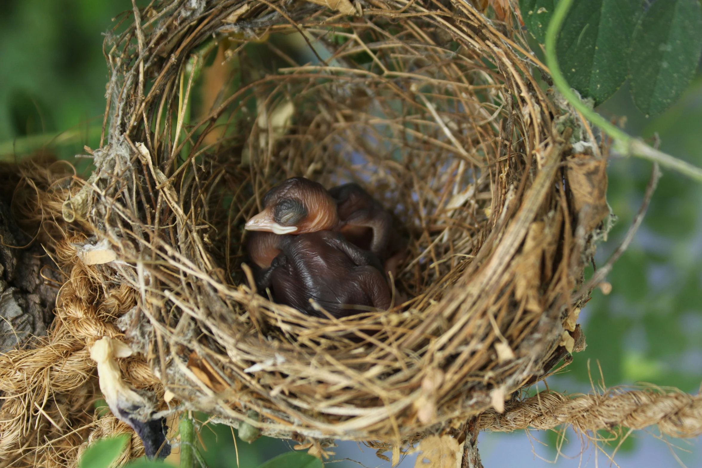 a nest with two young birds on top of a tree