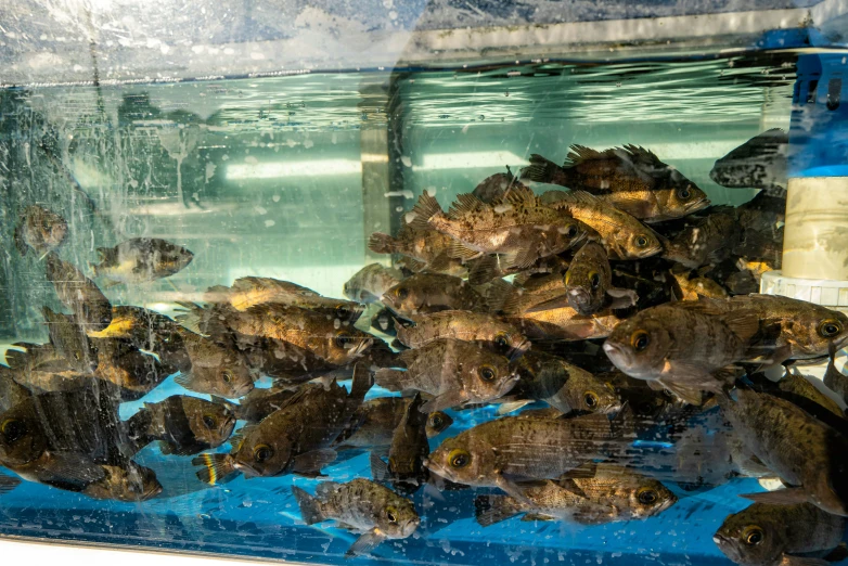 a bunch of fish in an aquarium at a resort